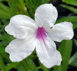 Aztec Pink and White™ Mexican Petunia, Desert Petunia, Florida Bluebells, Mexican Bluebells, Ruellia simplex ‘R15-24-17'